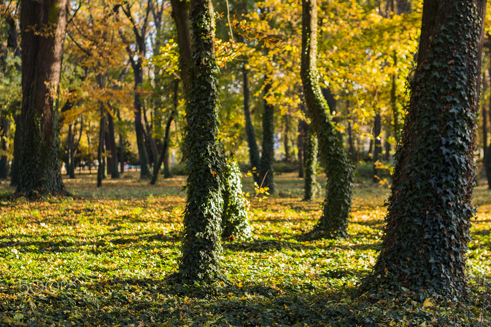 Canon EOS 1300D (EOS Rebel T6 / EOS Kiss X80) + Canon EF 50mm F1.8 II sample photo. Autumn forest photography