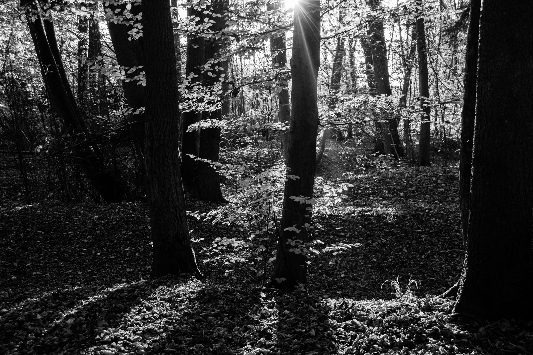 Nikon D7200 sample photo. Forest photography