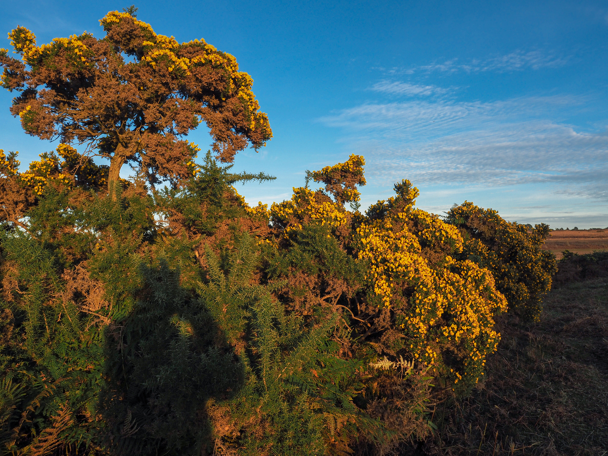 Olympus PEN-F + OLYMPUS M.12mm F2.0 sample photo. Shadow of photograher at work in the ashdown forest photography