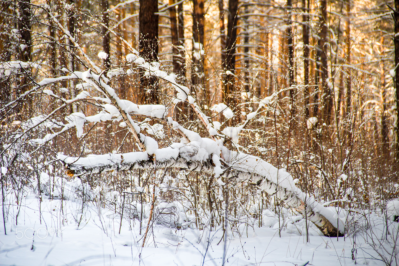 Canon EOS 100D (EOS Rebel SL1 / EOS Kiss X7) sample photo. Evening in the winter forest photography