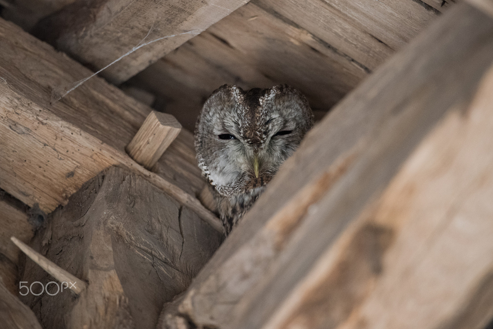 Nikon D810 + Nikon AF-S Nikkor 600mm F4G ED VR sample photo. Chouette hulotte photography
