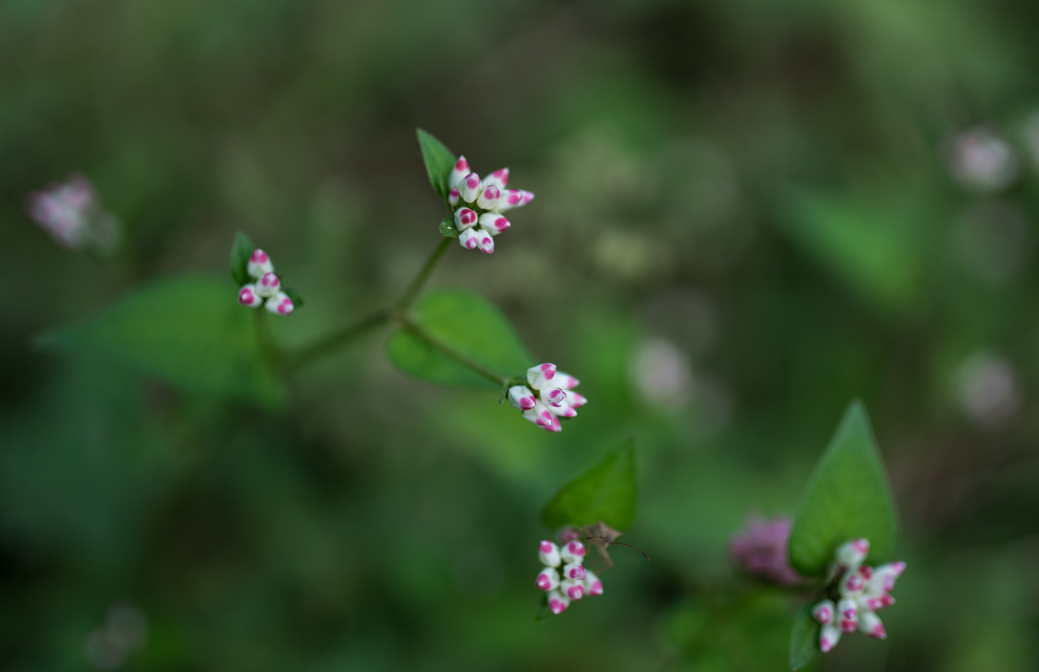 Sony a7R II + Sigma 35mm F1.4 DG HSM Art sample photo