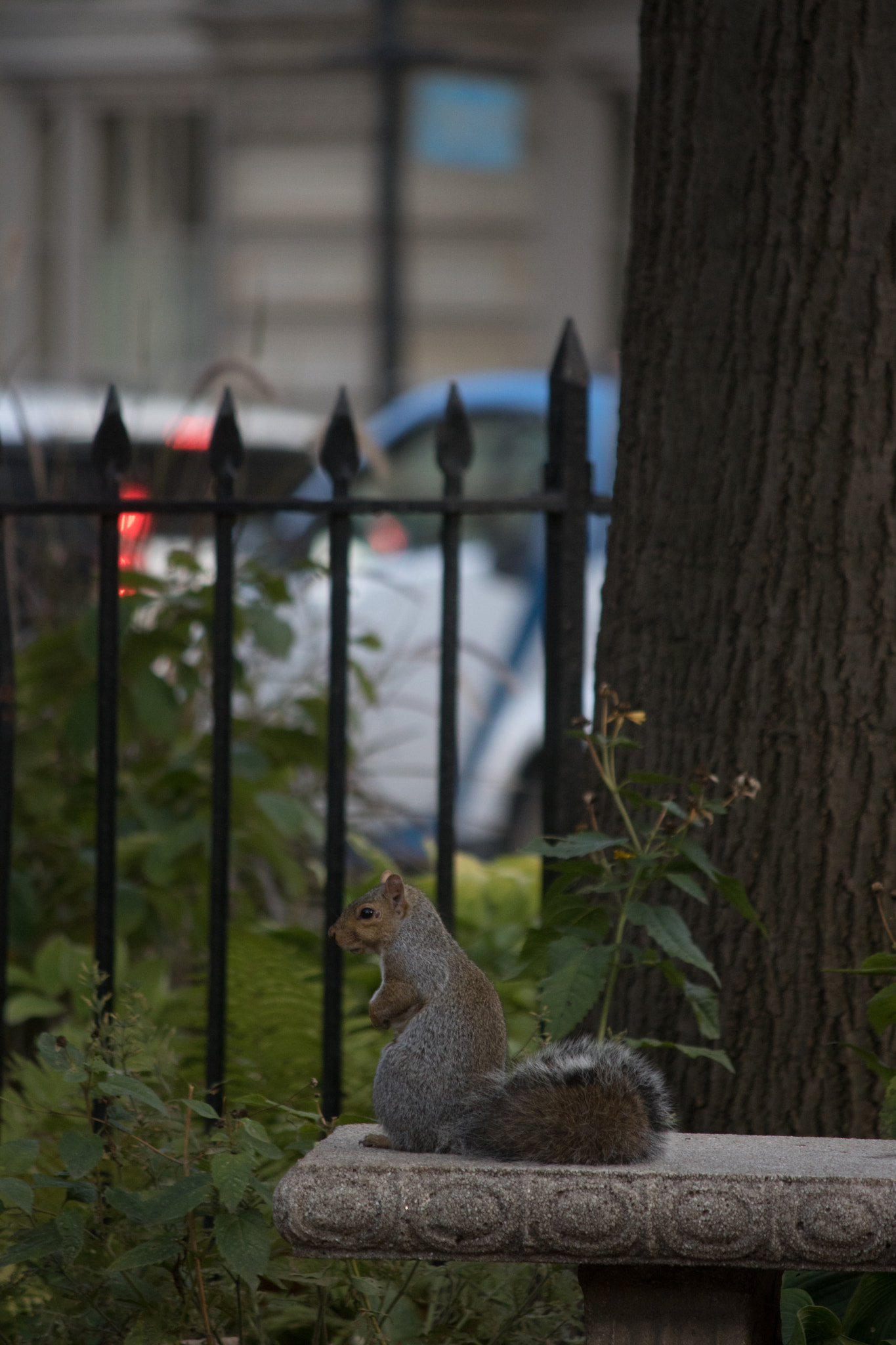 Canon EOS 760D (EOS Rebel T6s / EOS 8000D) + Canon EF-S 55-250mm F4-5.6 IS sample photo. Squirrel! photography