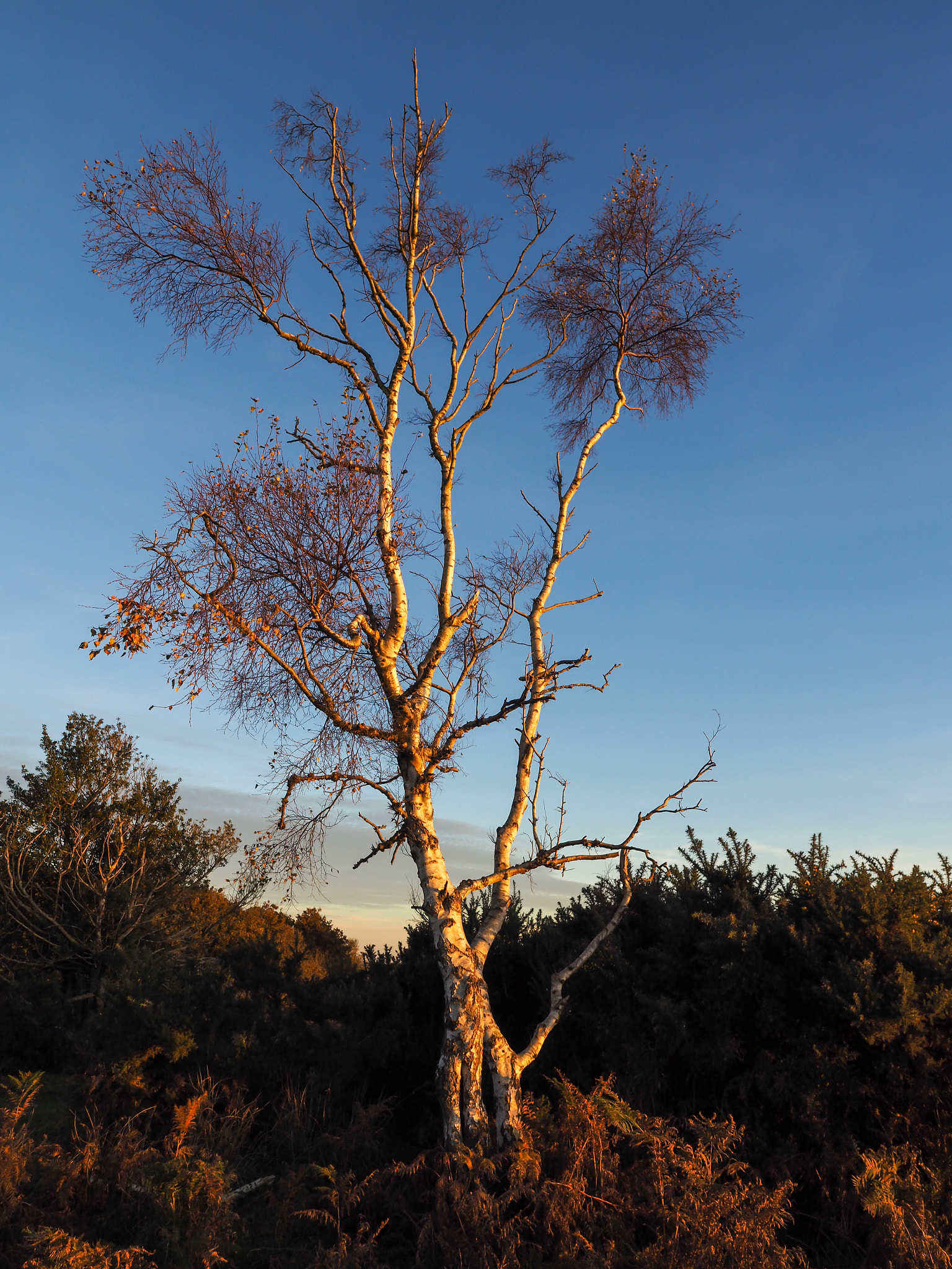 Olympus PEN-F + OLYMPUS M.12mm F2.0 sample photo. Sunlit silver birch tree in the ashdown forest photography