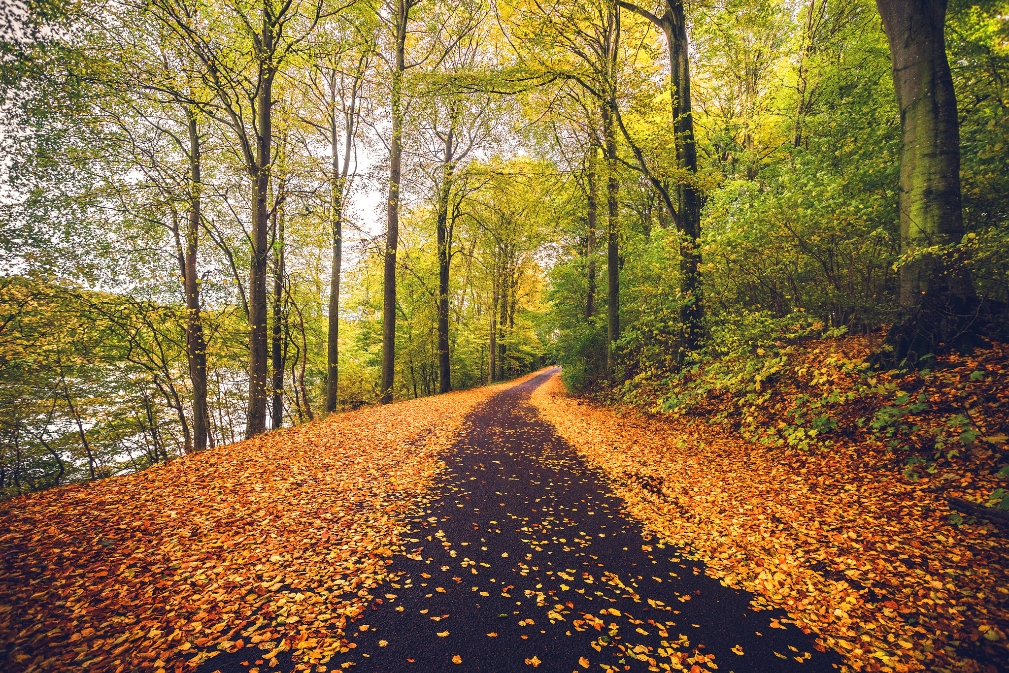 Sony a7R + Sony Vario-Sonnar T* 16-35mm F2.8 ZA SSM sample photo. Forest trail covered with golden autumn leaves photography