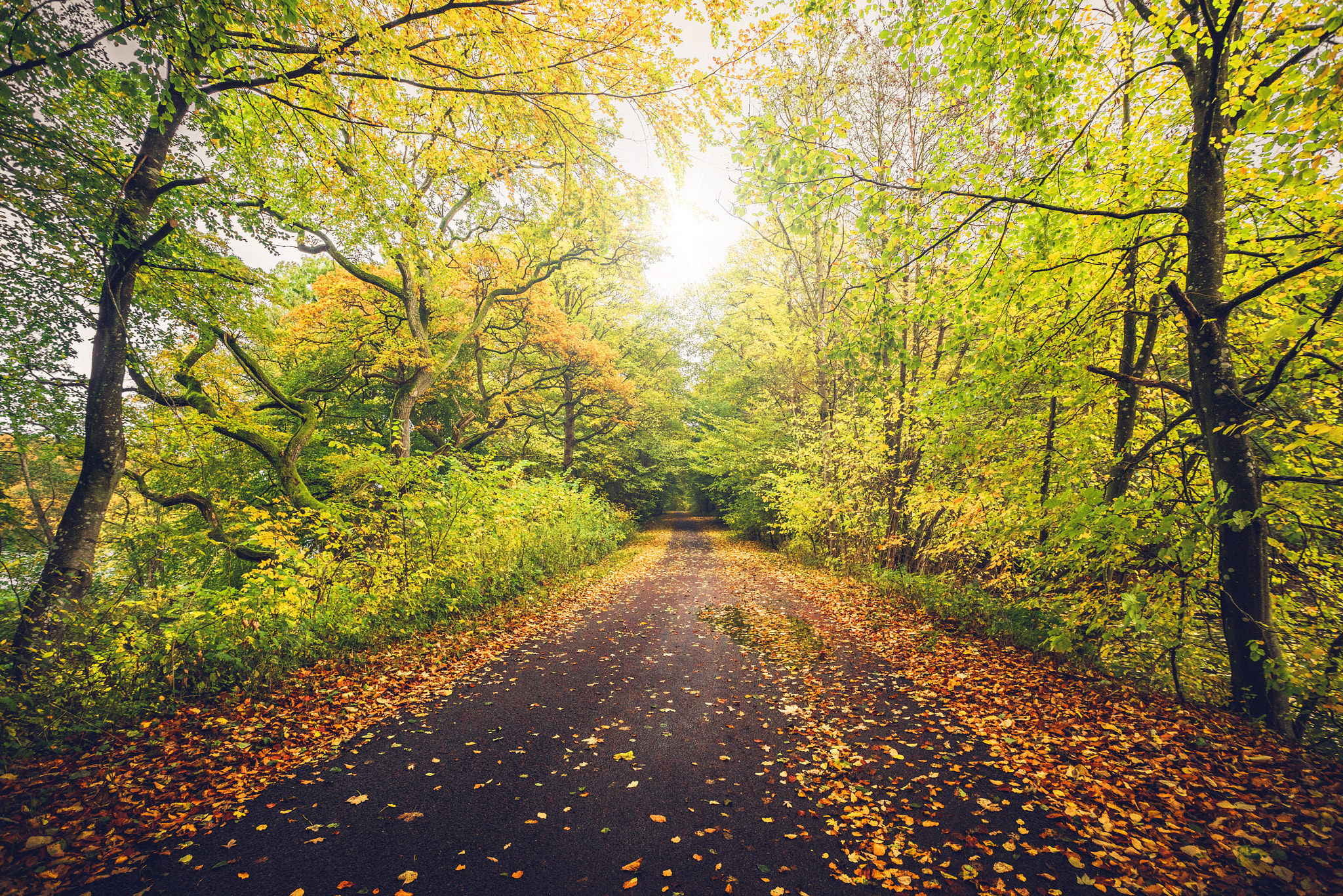 Sony a7R + Sony Vario-Sonnar T* 16-35mm F2.8 ZA SSM sample photo. Autumn landscape with a forest in autumn photography