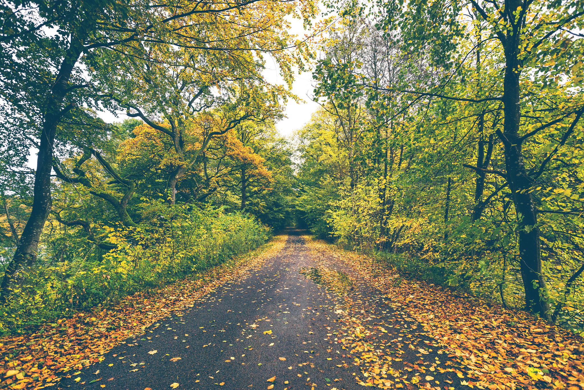 Sony a7R + Sony Vario-Sonnar T* 16-35mm F2.8 ZA SSM sample photo. Forest road covered with autumn leaves photography