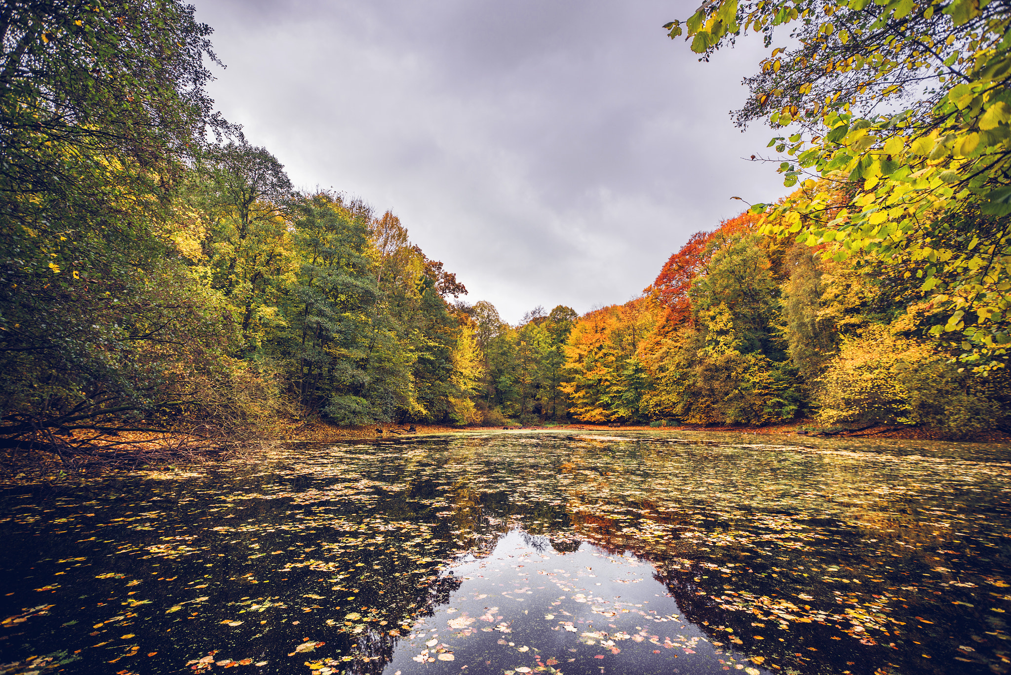 Sony a7R + Sony Vario-Sonnar T* 16-35mm F2.8 ZA SSM sample photo. Lake covered with autumn leaves photography