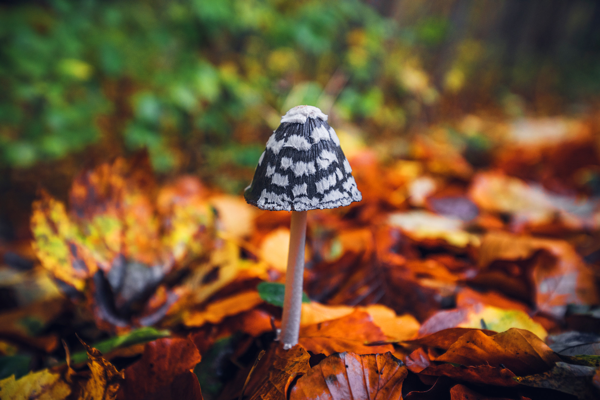 Sony a7R + Sony Vario-Sonnar T* 16-35mm F2.8 ZA SSM sample photo. Coprinopsis picacea mushroom in the autumn photography