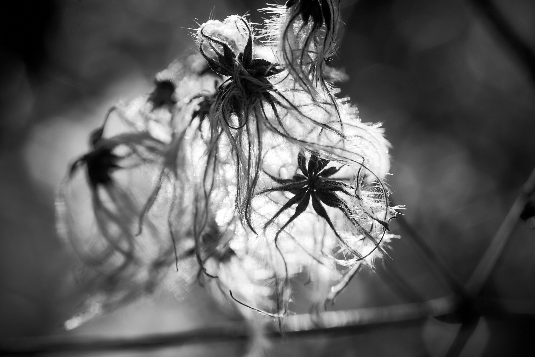 Sony a7 sample photo. Hidden treasures photography