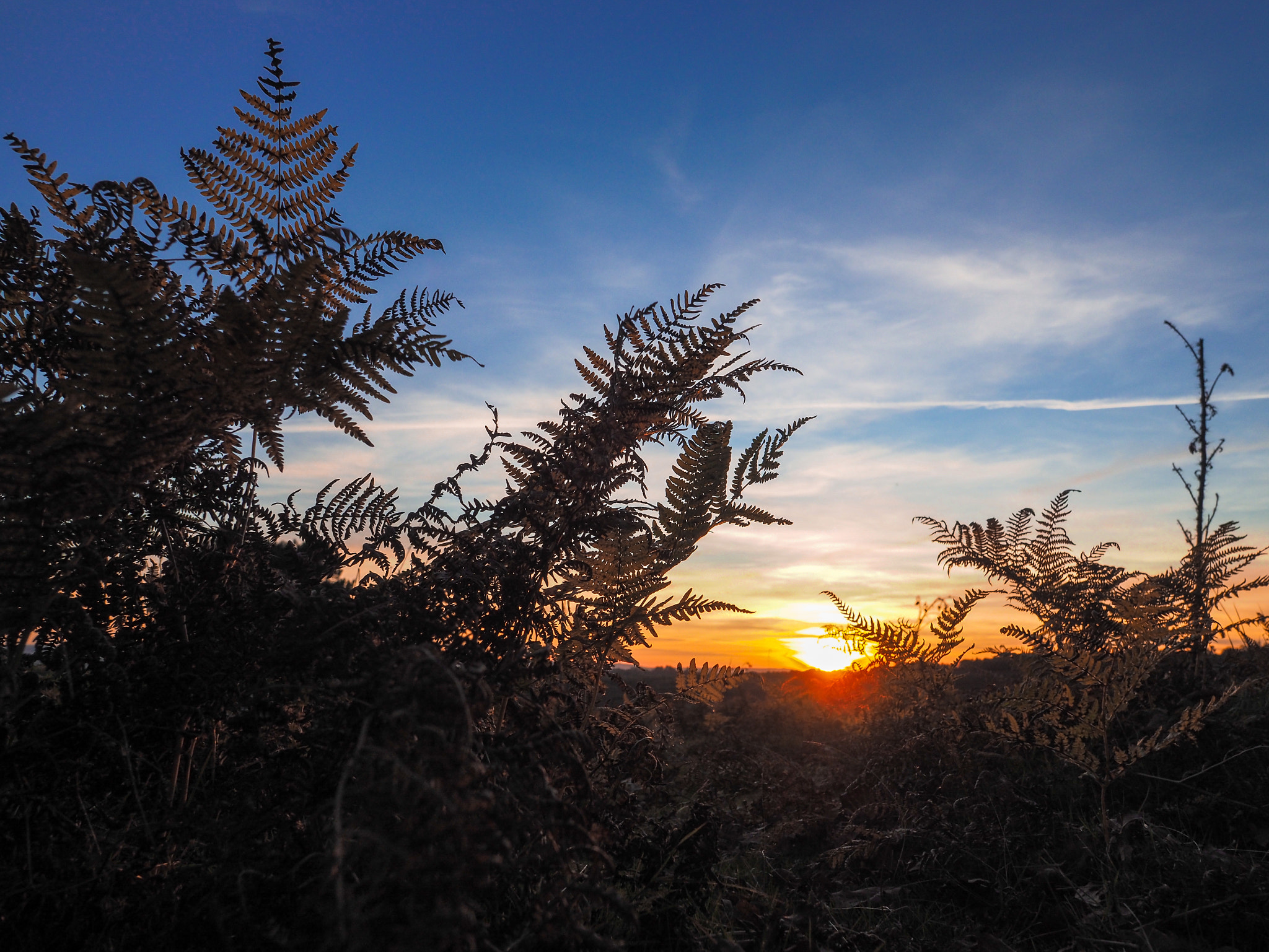 Olympus PEN-F + OLYMPUS M.12mm F2.0 sample photo. Sunset over the ashdown forest in sussex photography