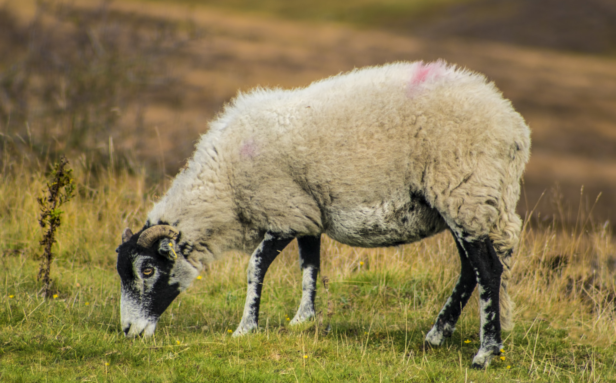 Canon EOS 760D (EOS Rebel T6s / EOS 8000D) + EF75-300mm f/4-5.6 sample photo. Moorland sheep photography