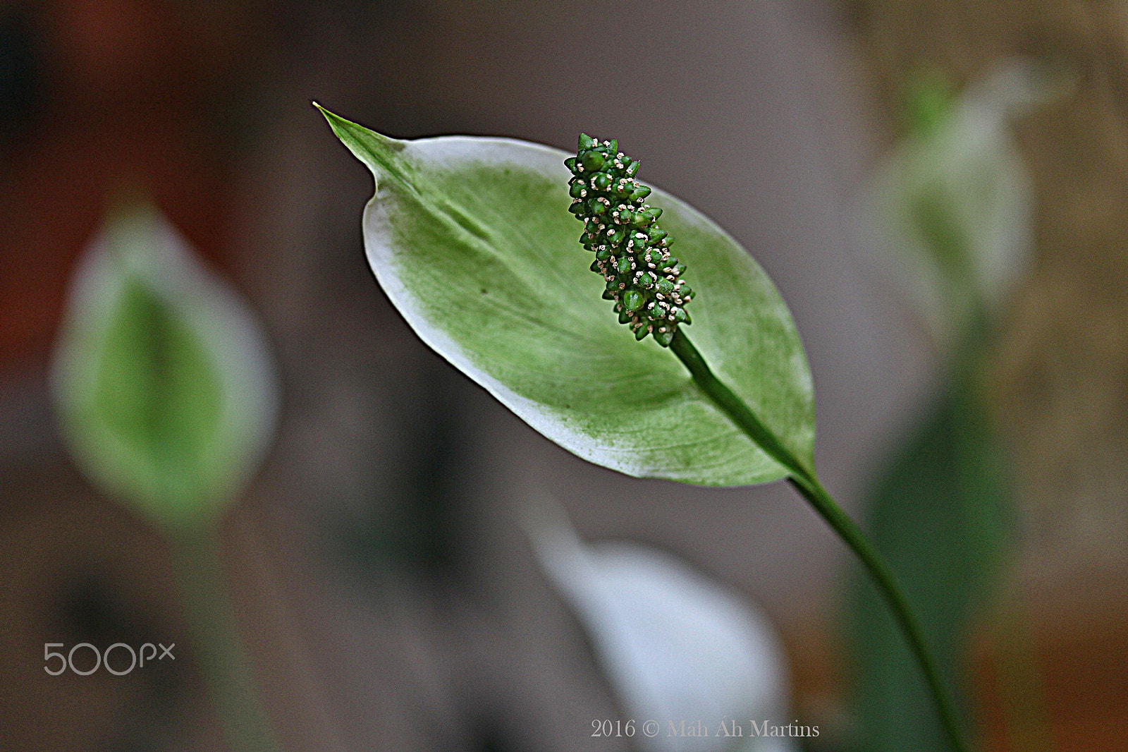 Canon EF-S 60mm F2.8 Macro USM sample photo. Lírio da paz - peace lily - spathiphyllum wallisii photography