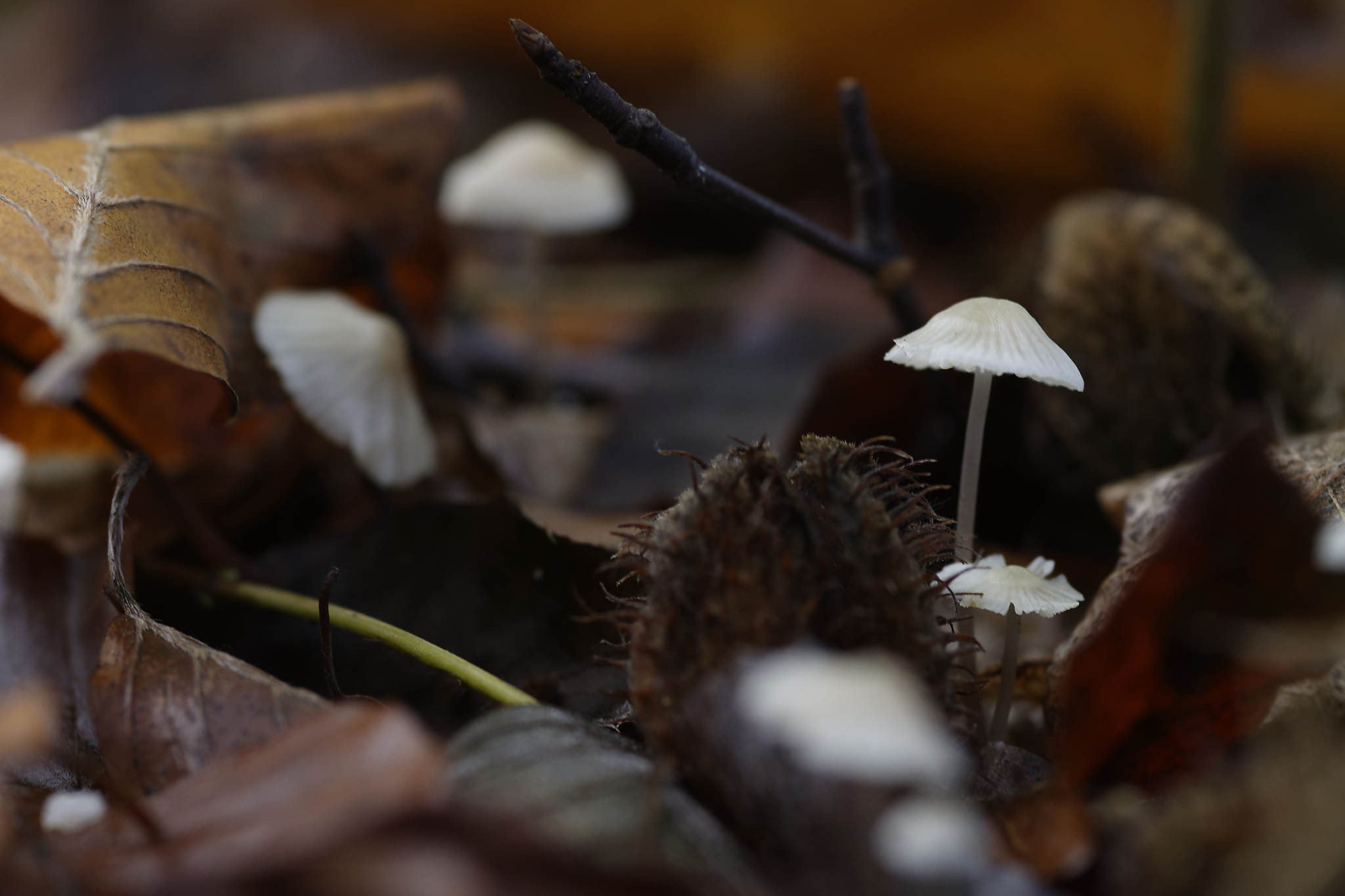 Nikon D7200 + Sigma 105mm F2.8 EX DG Macro sample photo. Sol d'automne - autumn's soil photography