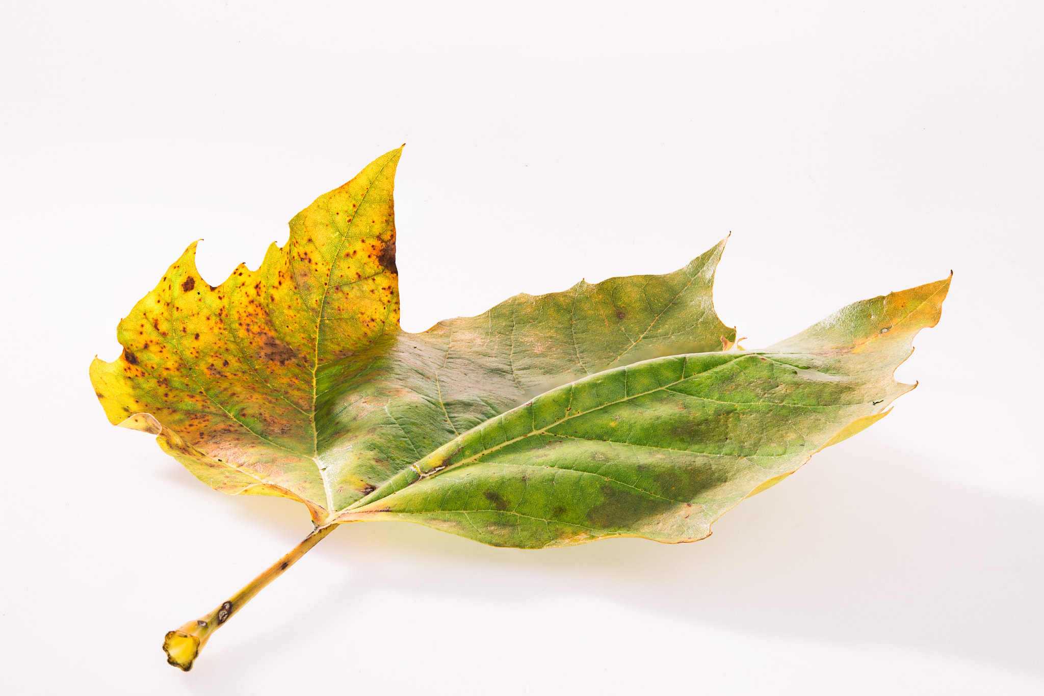 Nikon AF-S Micro-Nikkor 60mm F2.8G ED sample photo. Autumn photography