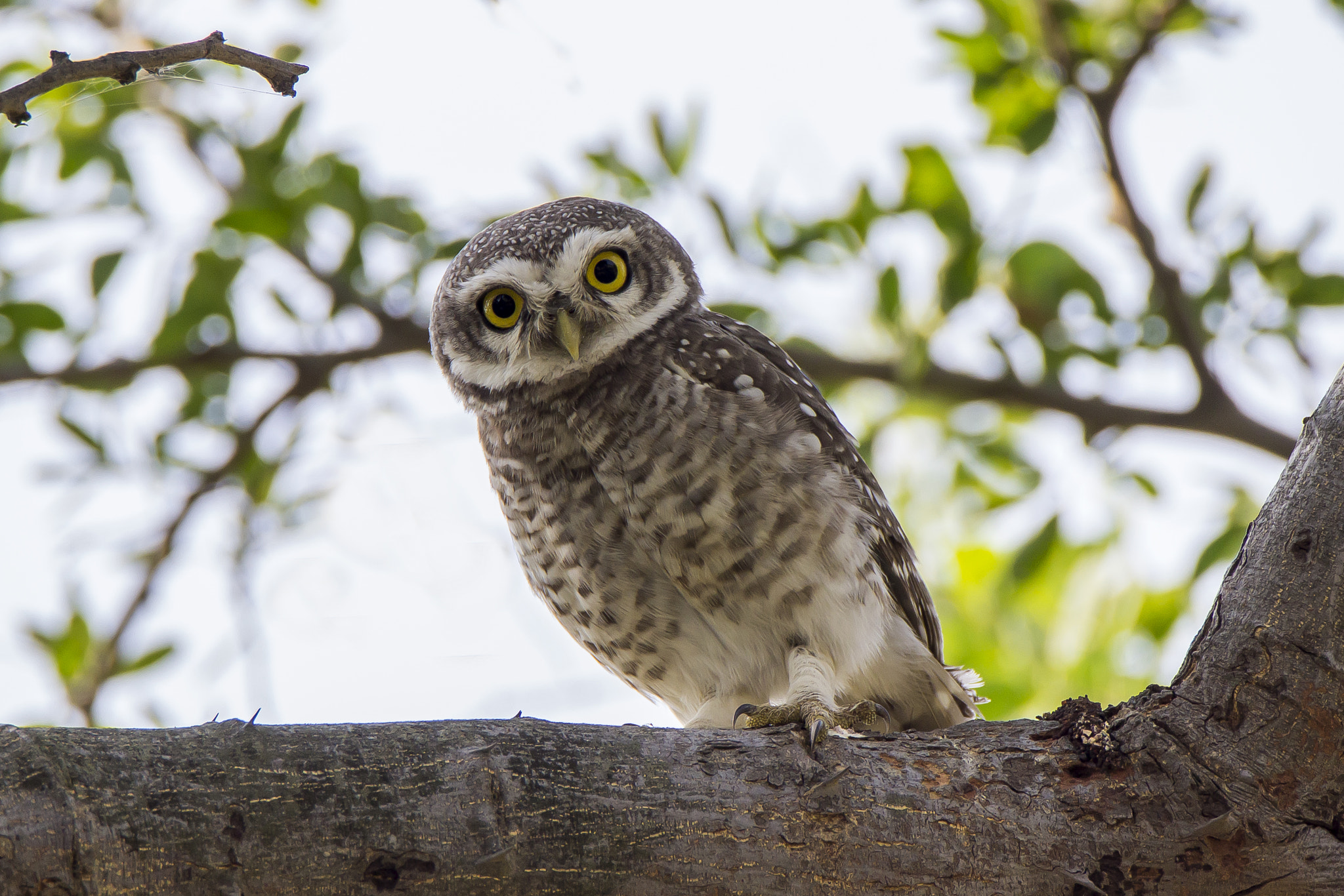 Tamron SP 150-600mm F5-6.3 Di VC USD sample photo. Spotted owl  • vadhwana • oct. 2016 photography