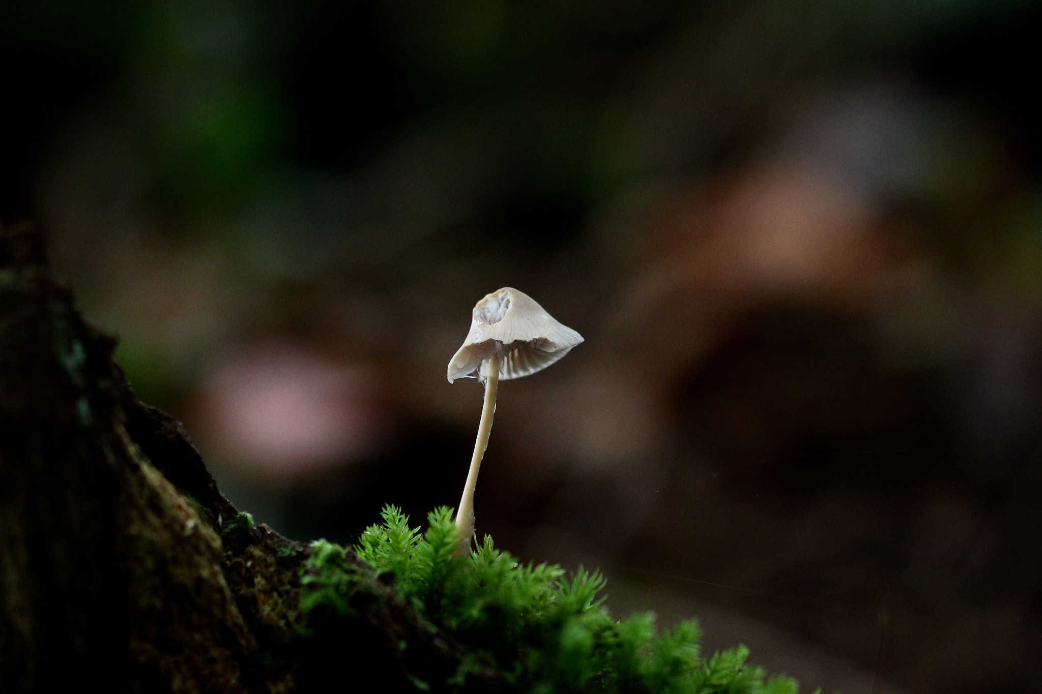 Sigma 105mm F2.8 EX DG OS HSM sample photo. Wait for me photography