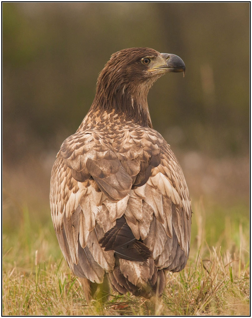 Sony Alpha DSLR-A550 + Sigma 30mm F1.4 EX DC HSM sample photo. White-tailed eagle,hungary photography