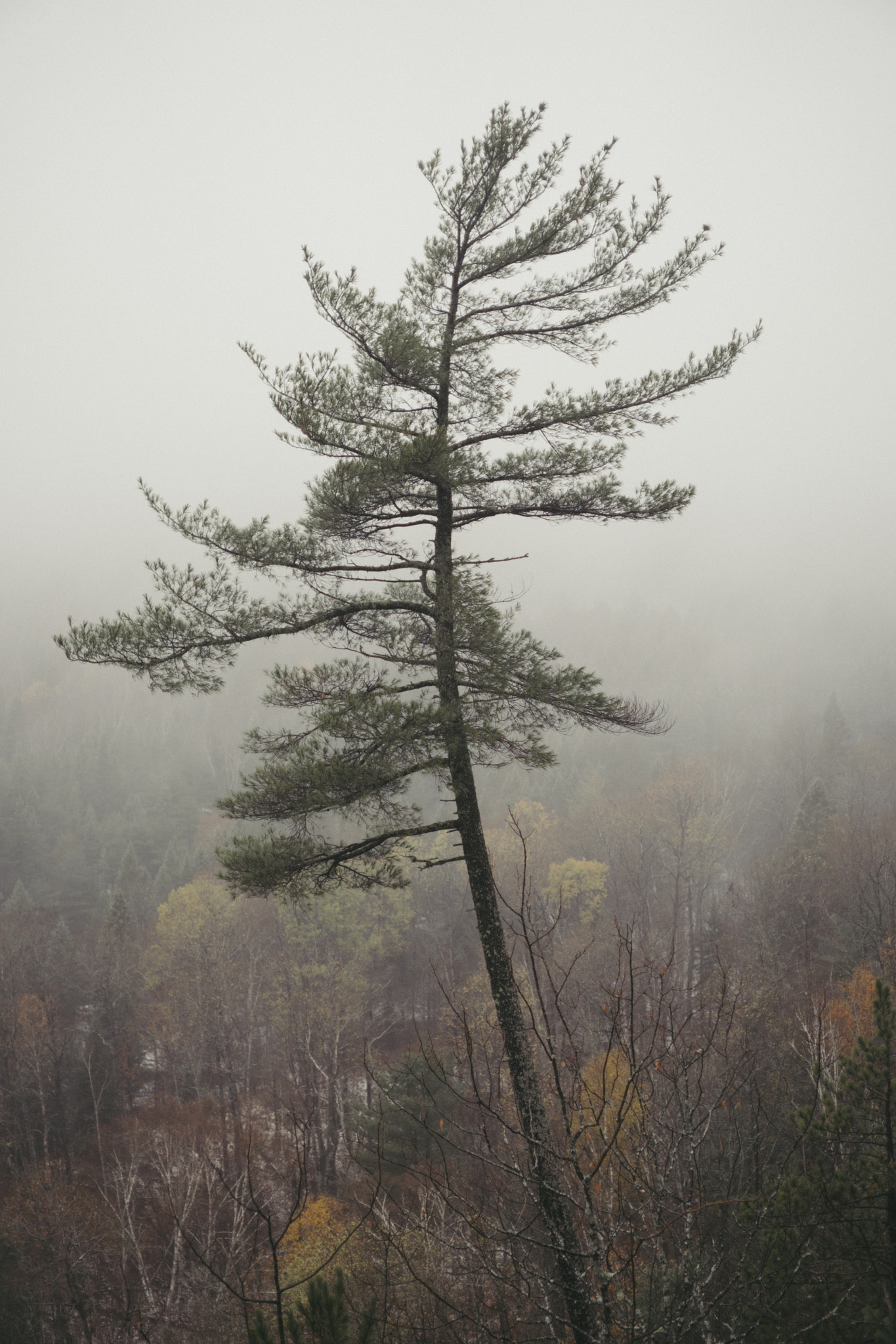 Sony a6300 + E 32mm F1.8 sample photo. Algonquin provincial park | ontario photography