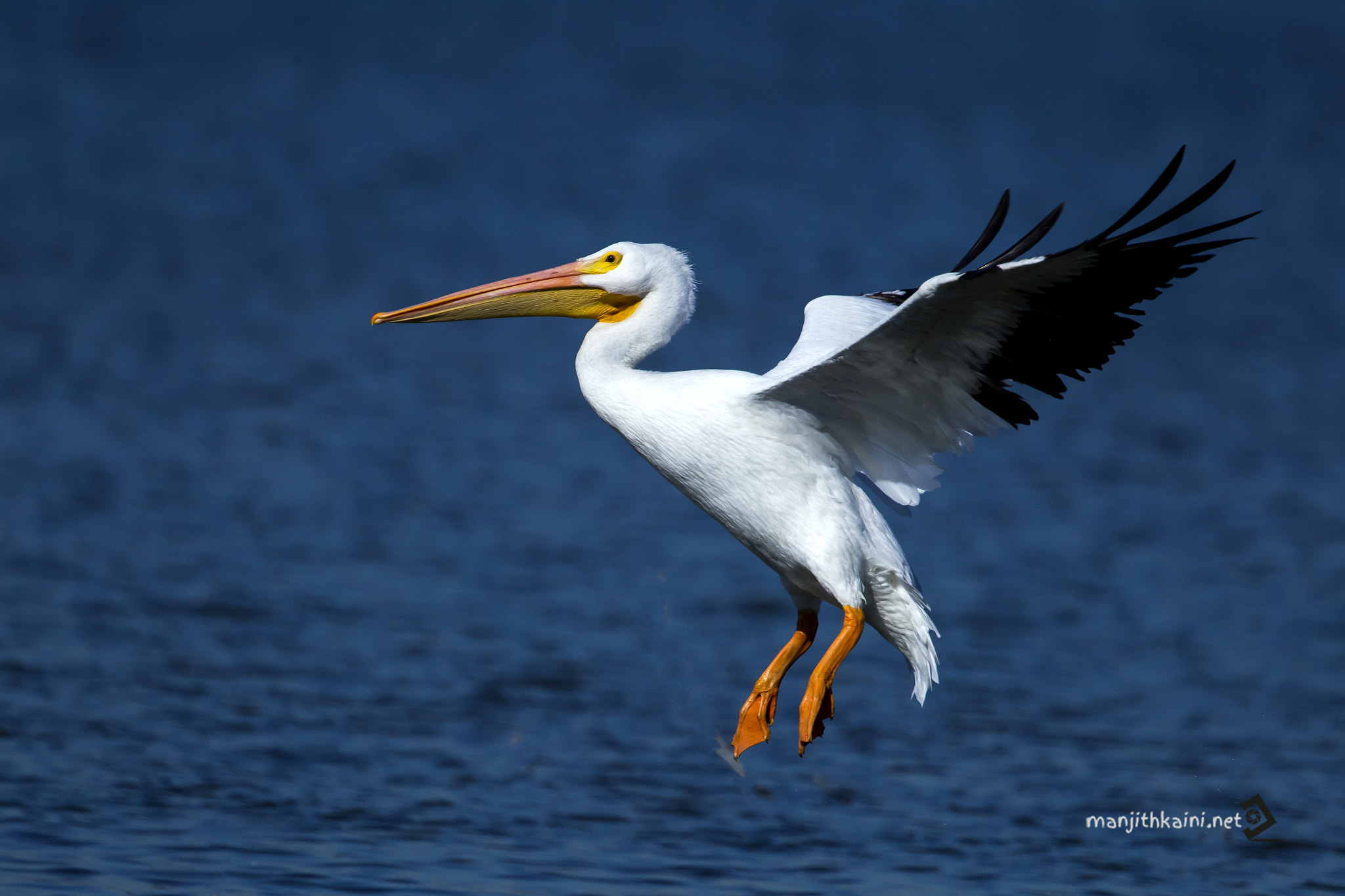 Canon EOS-1D Mark IV + Canon EF 500mm F4L IS USM sample photo. American white pelican at white rock lake photography