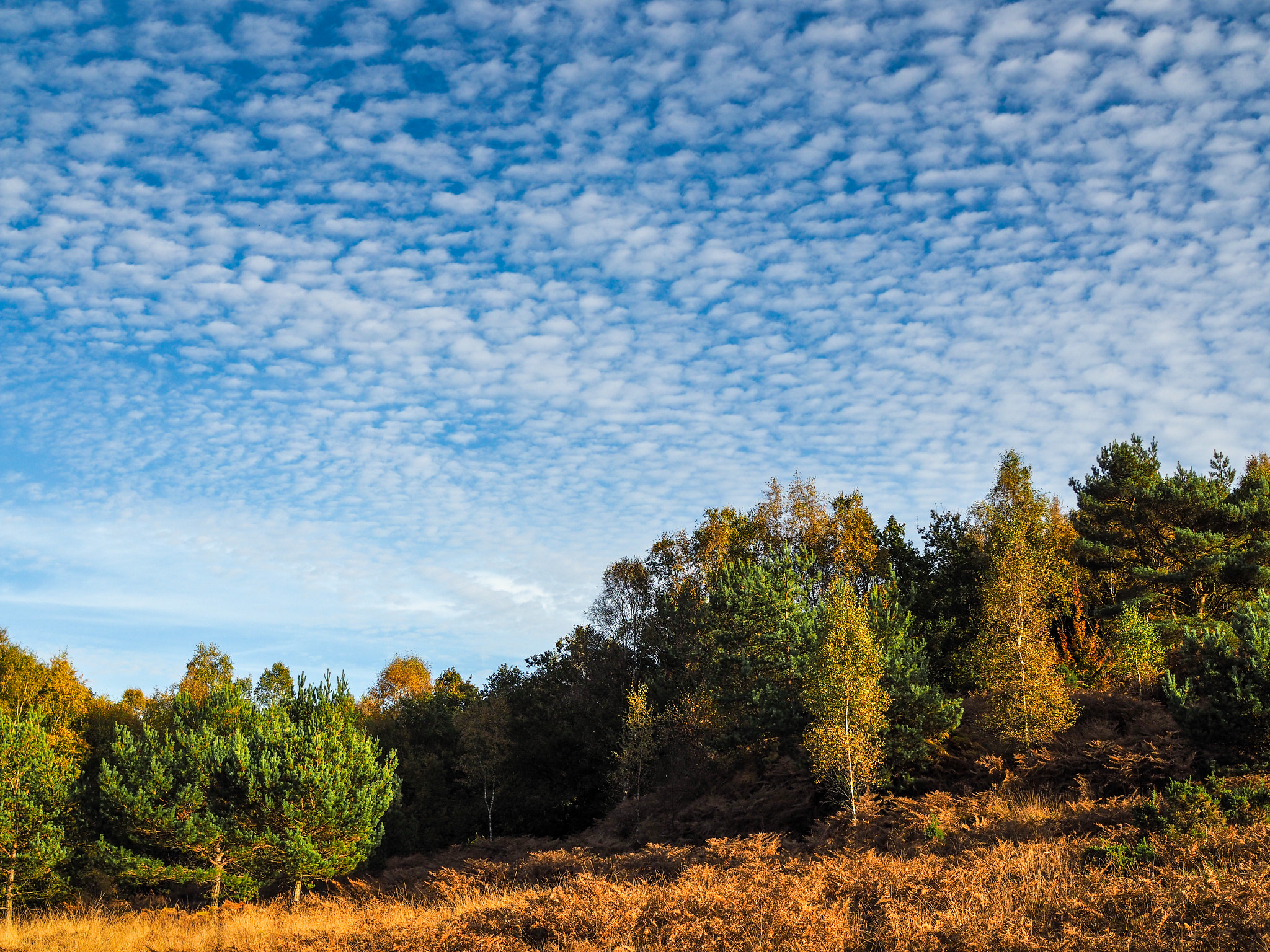 Olympus PEN-F + Olympus M.Zuiko Digital 25mm F1.8 sample photo. Scenic view of the ashdown forest in sussex photography