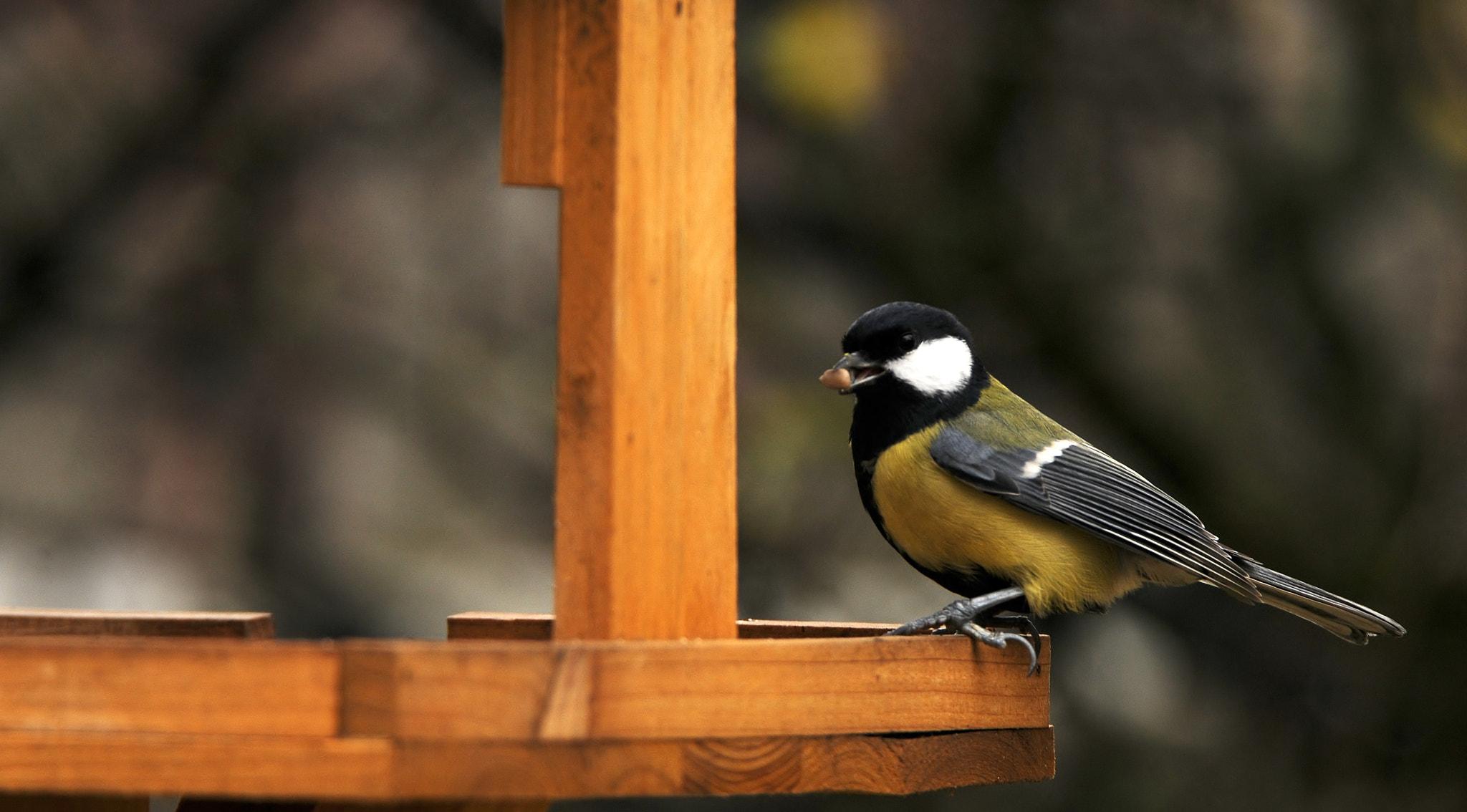 Nikon D300 sample photo. Cloudy day at the feeder photography