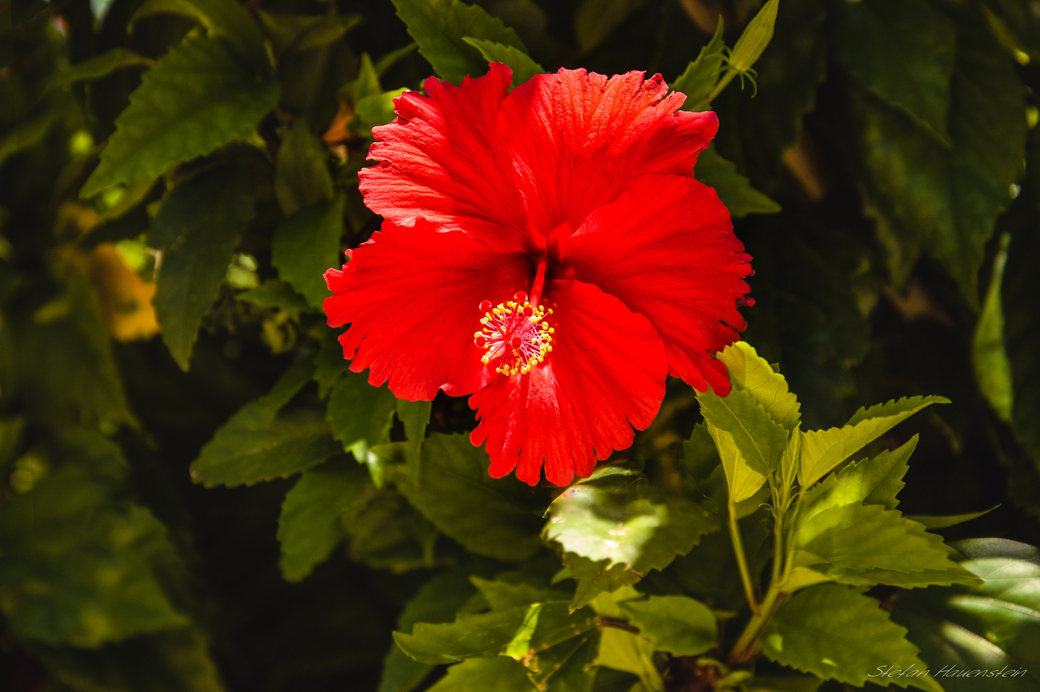 Nikon D70s sample photo. Red hibiskus photography