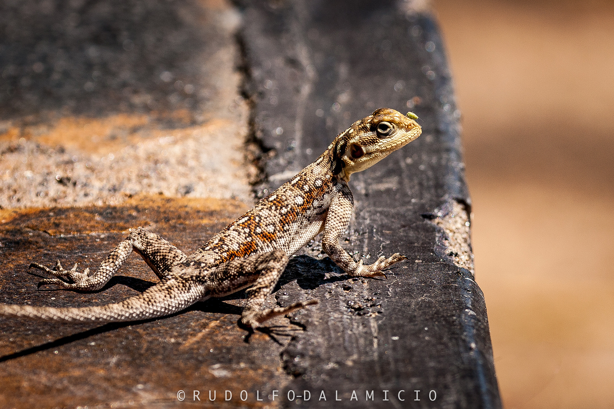 Canon EOS 1000D (EOS Digital Rebel XS / EOS Kiss F) sample photo. Ground agama lizard with a travel companion photography