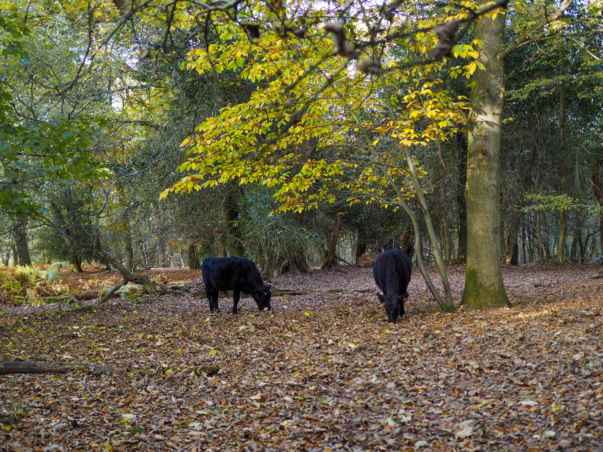 Olympus PEN-F + Olympus M.Zuiko Digital 25mm F1.8 sample photo. Cows grazing for acorns in the ashdown forest photography