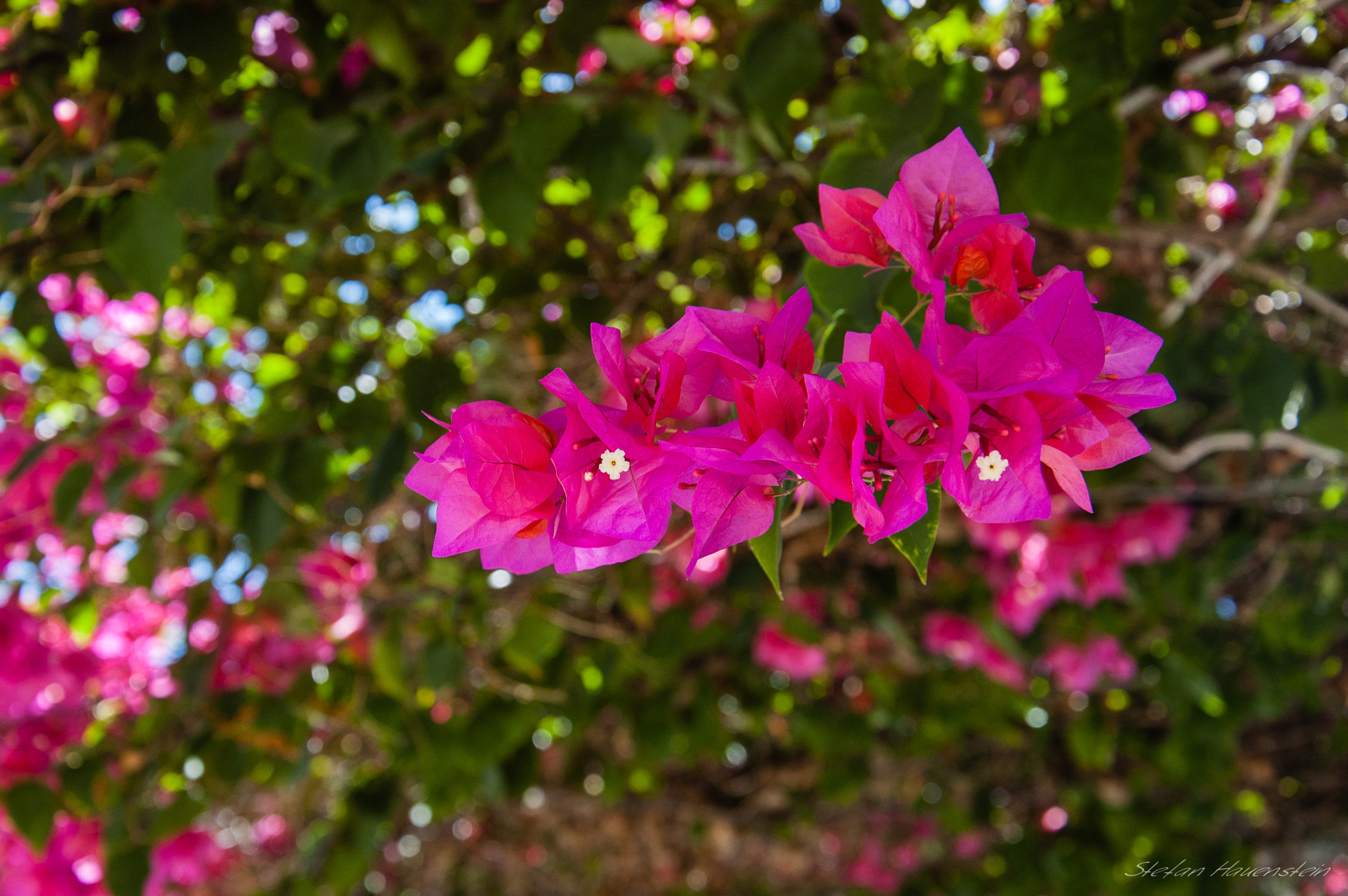 Nikon D70s sample photo. Bougainvillea photography