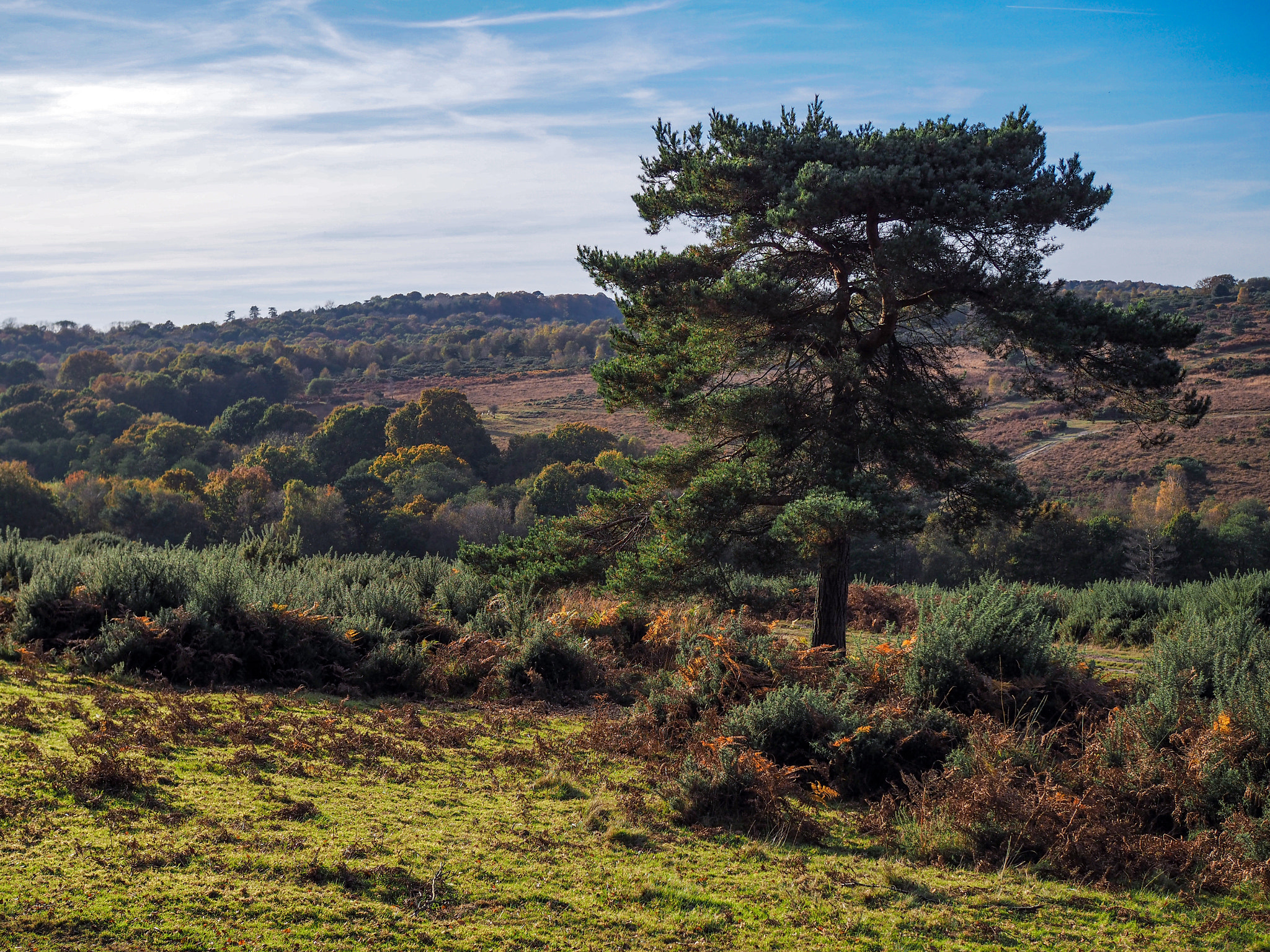 Olympus PEN-F + Olympus M.Zuiko Digital 25mm F1.8 sample photo. Scenic view of the ashdown forest in sussex photography