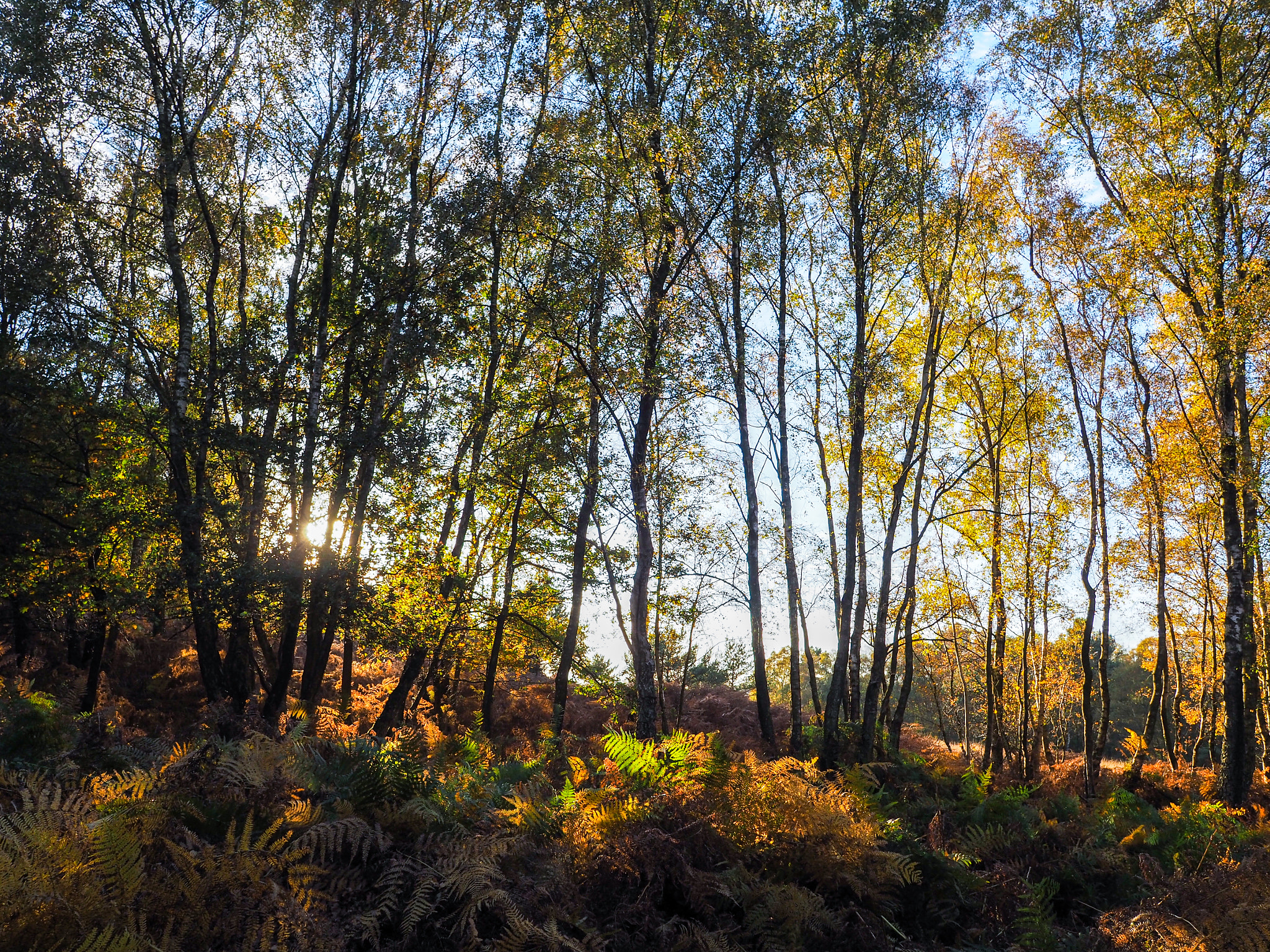 Olympus PEN-F + OLYMPUS M.12mm F2.0 sample photo. Scenic view of the ashdown forest in sussex photography