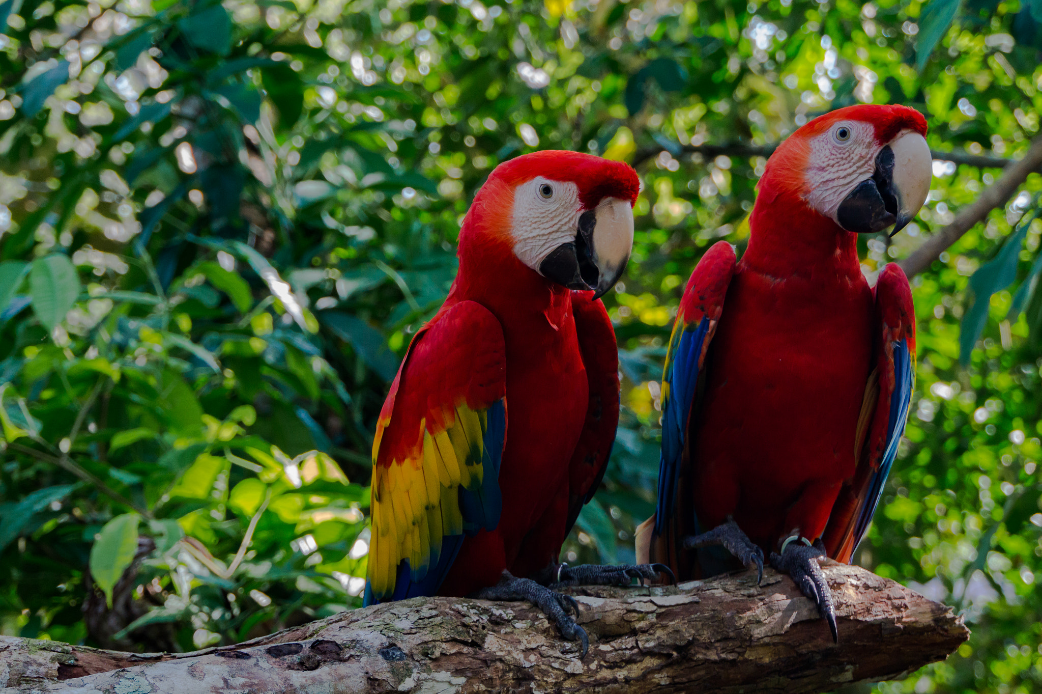Sony E 18-200mm F3.5-6.3 OSS LE sample photo. Guacamayas / aras photography