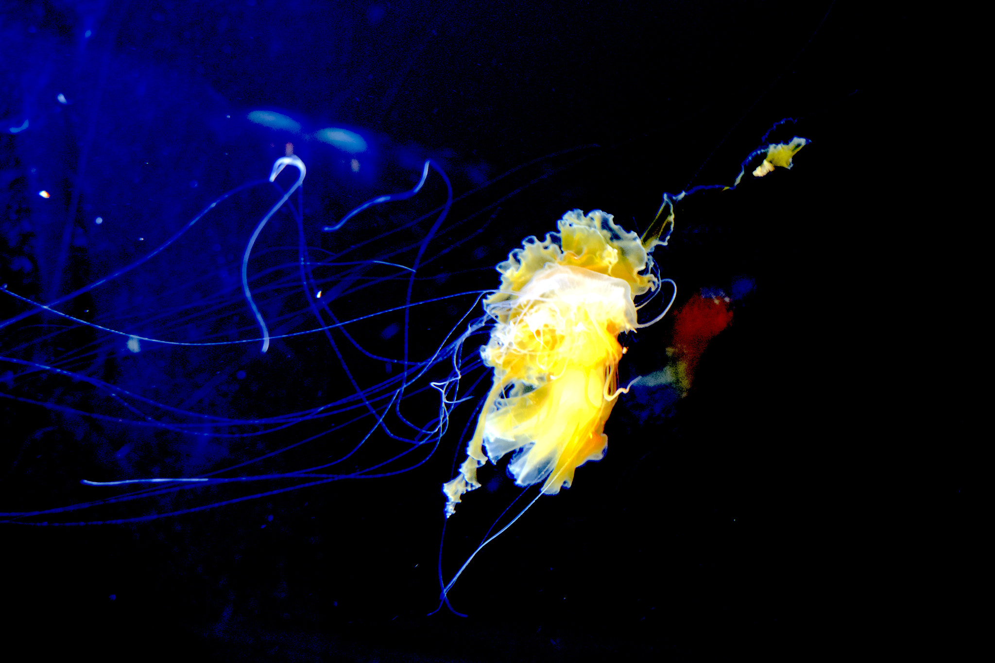 Fujifilm X-T1 + Fujifilm XC 16-50mm F3.5-5.6 OIS II sample photo. Jellyfish photography