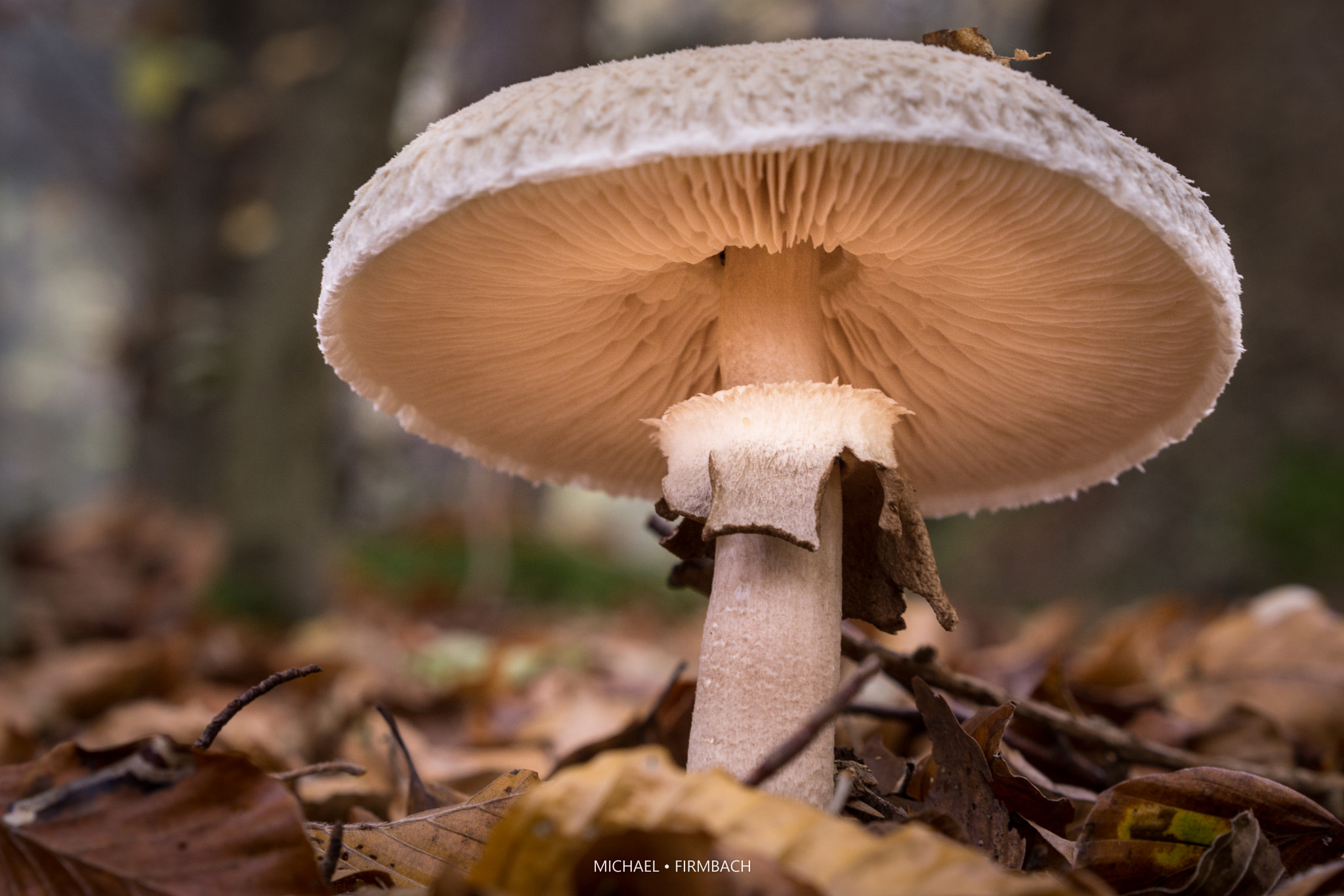 Sony a6000 + Sony Sonnar T* FE 55mm F1.8 ZA sample photo. Pilz photography