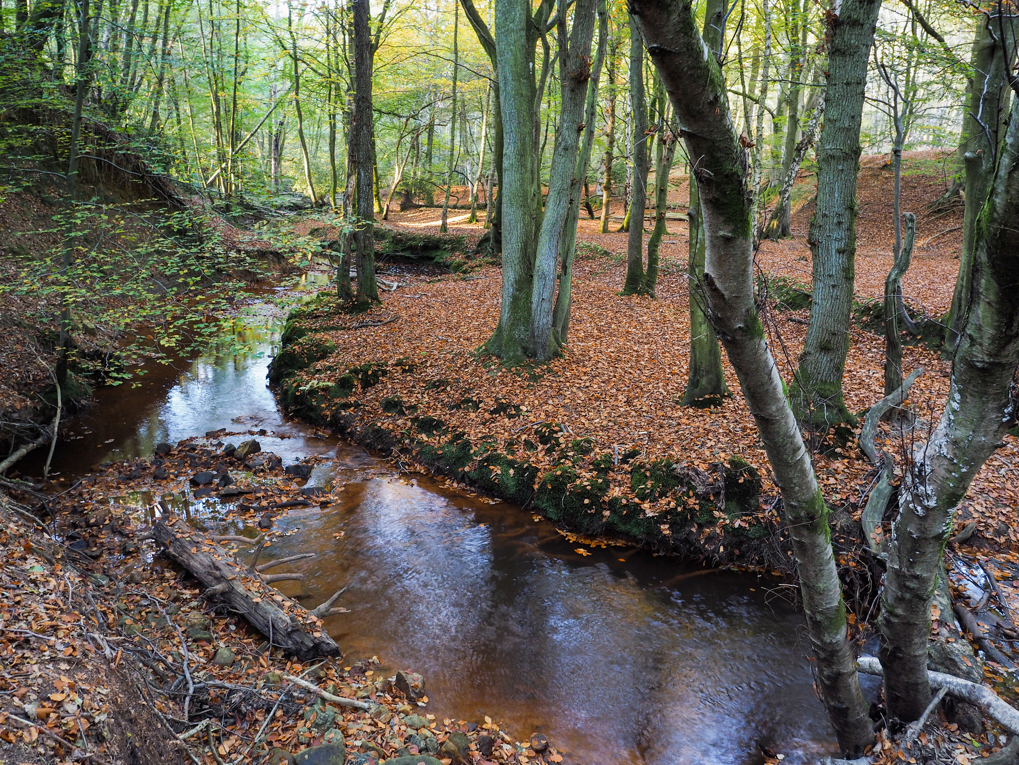 Olympus PEN-F + OLYMPUS M.12mm F2.0 sample photo. Scenic view of the ashdown forest in sussex photography