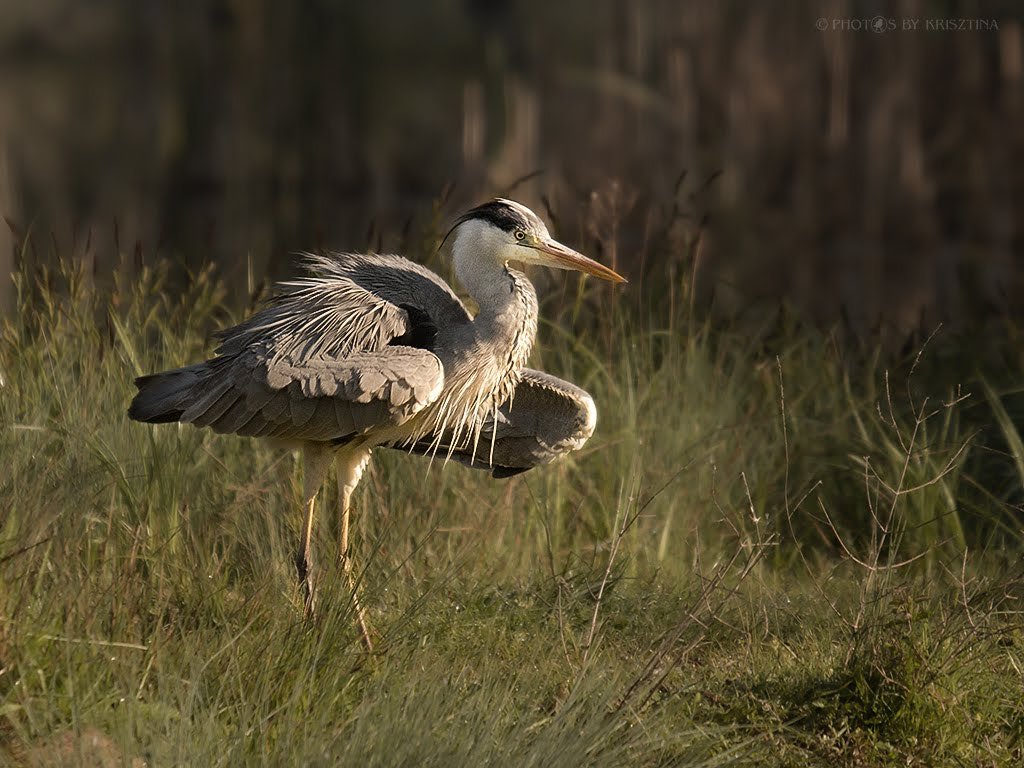 Sigma 50-500mm f/4-6.3 APO HSM EX sample photo. "come on let's twist again..." :-) photography