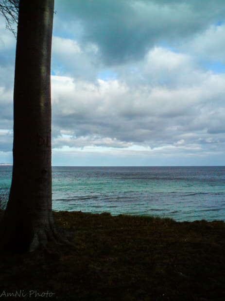 Sony Ericsson C510 sample photo. A lonely tree and the ocean photography