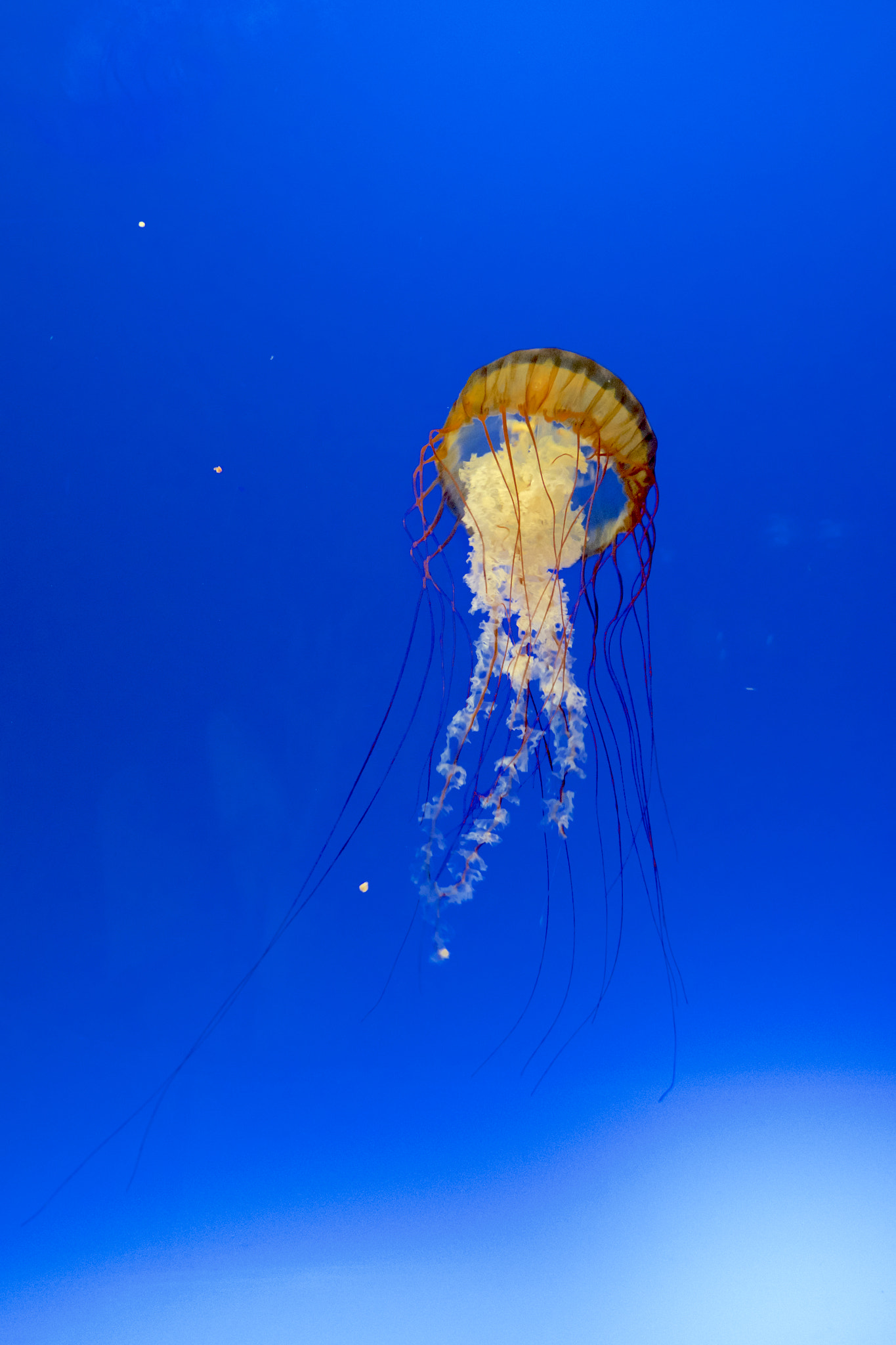 Fujifilm X-T1 + Fujifilm XC 16-50mm F3.5-5.6 OIS II sample photo. Jellyfish photography