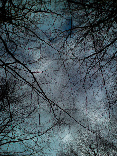 Sony Ericsson C510 sample photo. The view from below photography