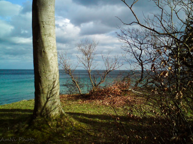 Sony Ericsson C510 sample photo. Tree photography