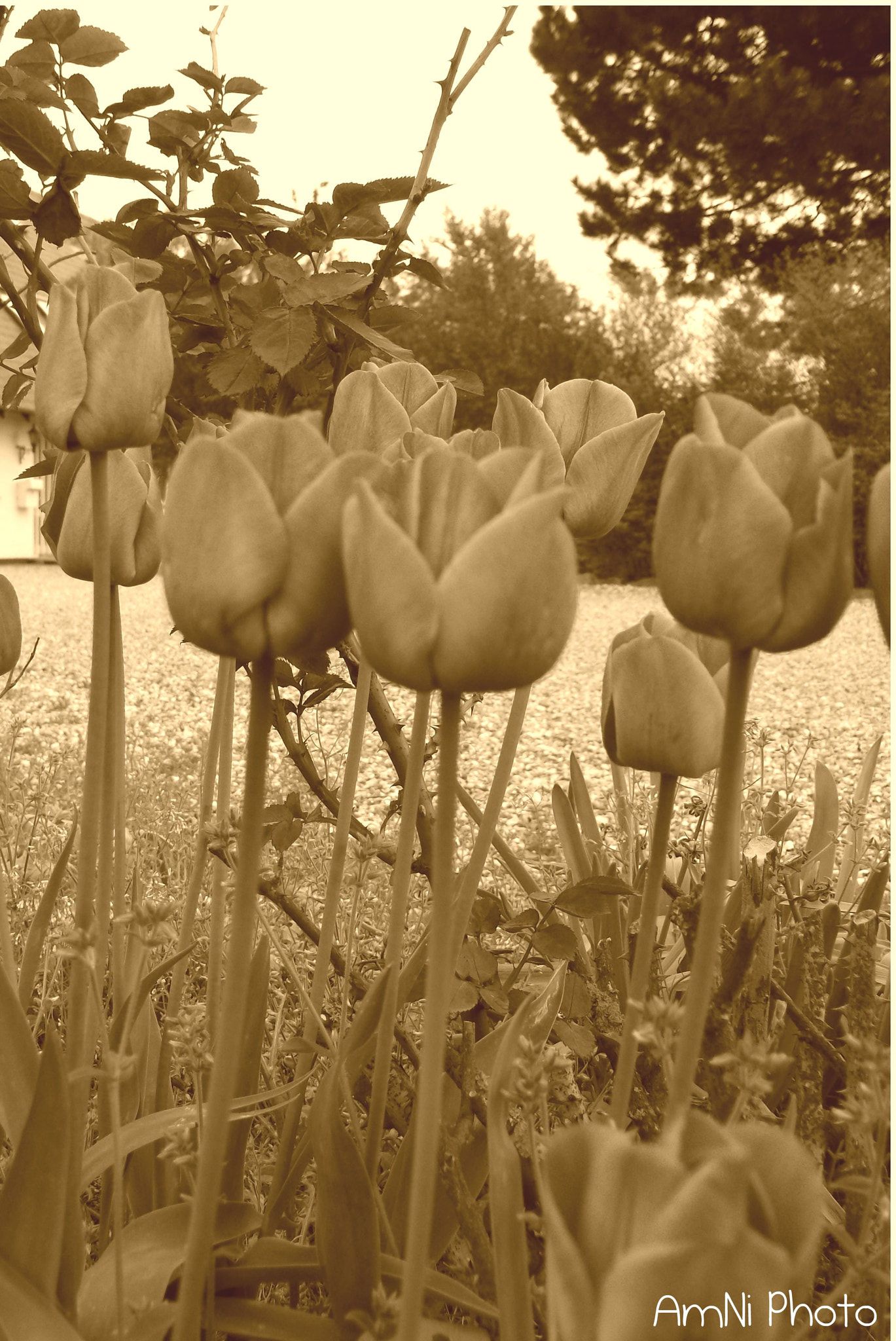 FujiFilm FinePix AV200 (FinePix AV205) sample photo. Oldschool lookning tulips photography