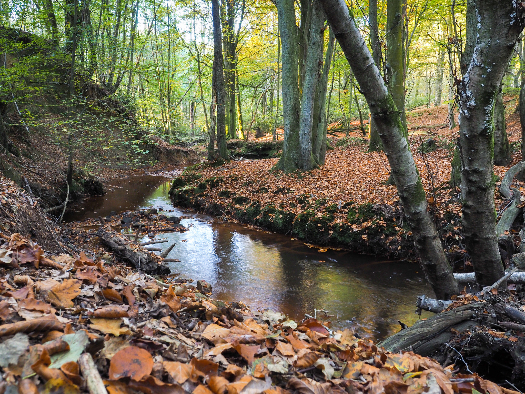 Olympus PEN-F + OLYMPUS M.12mm F2.0 sample photo. Scenic view of the ashdown forest in sussex photography