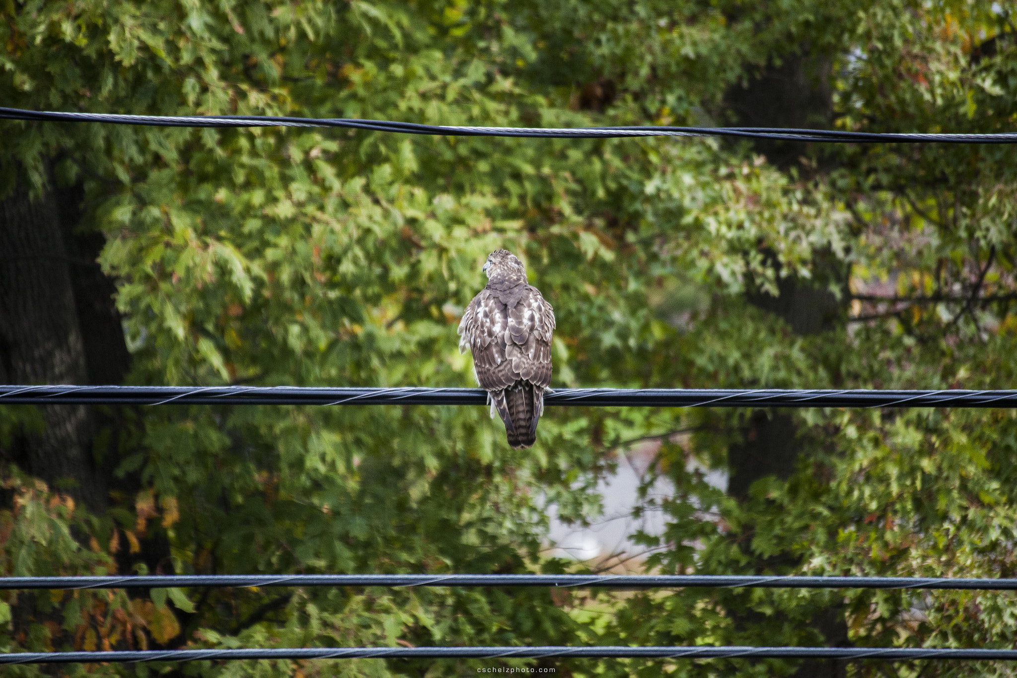 Canon EOS 5D Mark II sample photo. Hawk on a wire photography