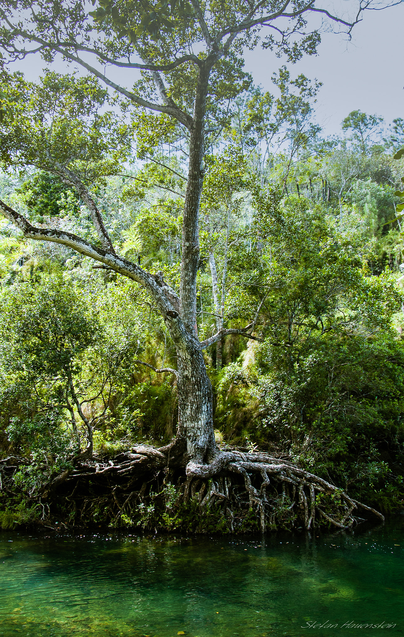 Nikon D70s sample photo. Root photography