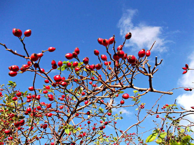 FujiFilm FinePix AV200 (FinePix AV205) sample photo. Red against the sky photography