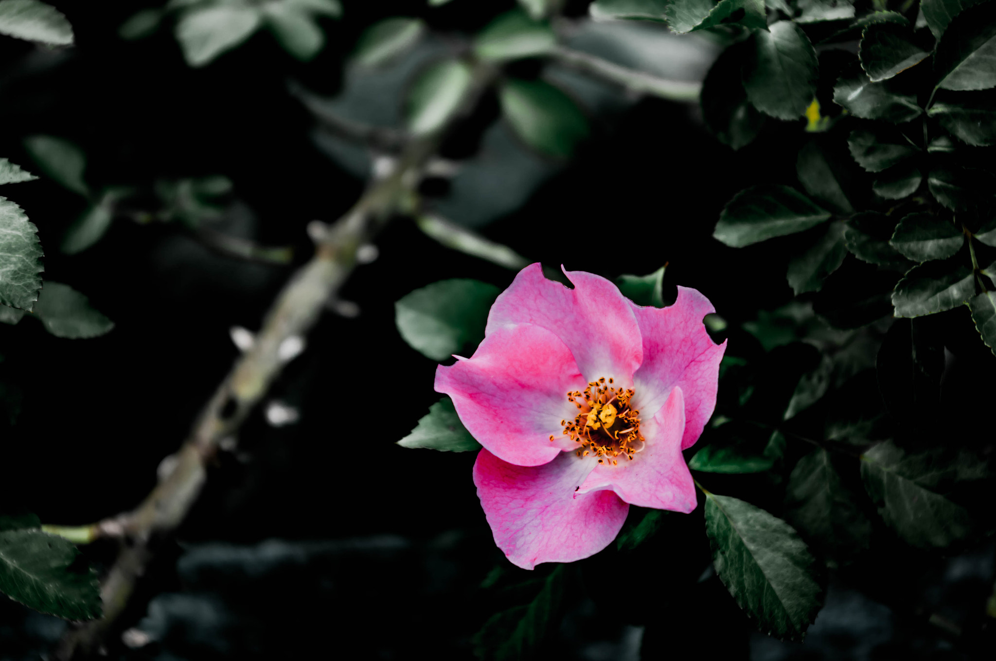 Pentax K20D sample photo