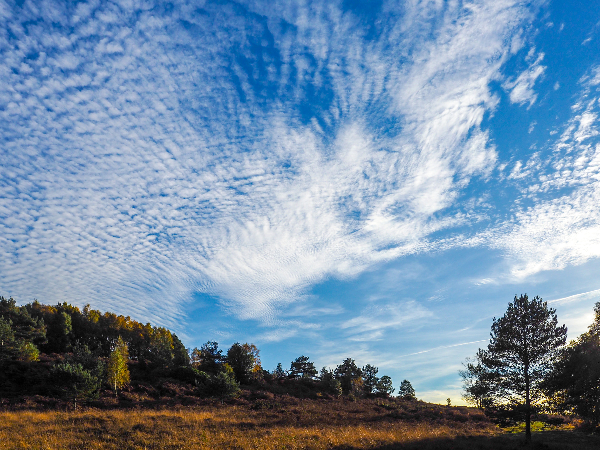 Olympus PEN-F + OLYMPUS M.12mm F2.0 sample photo. Scenic view of the ashdown forest in sussex photography