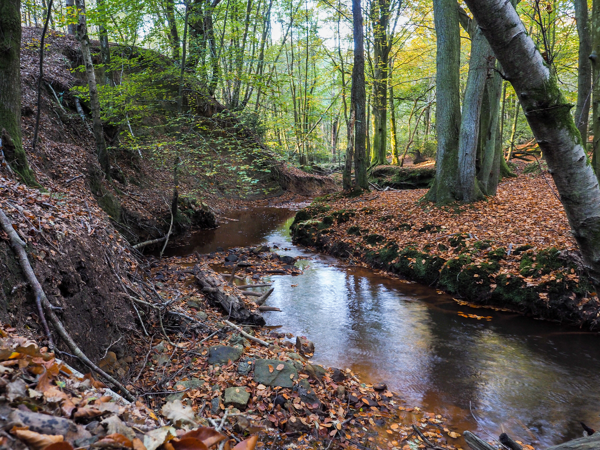 Olympus PEN-F + OLYMPUS M.12mm F2.0 sample photo. Scenic view of the ashdown forest in sussex photography