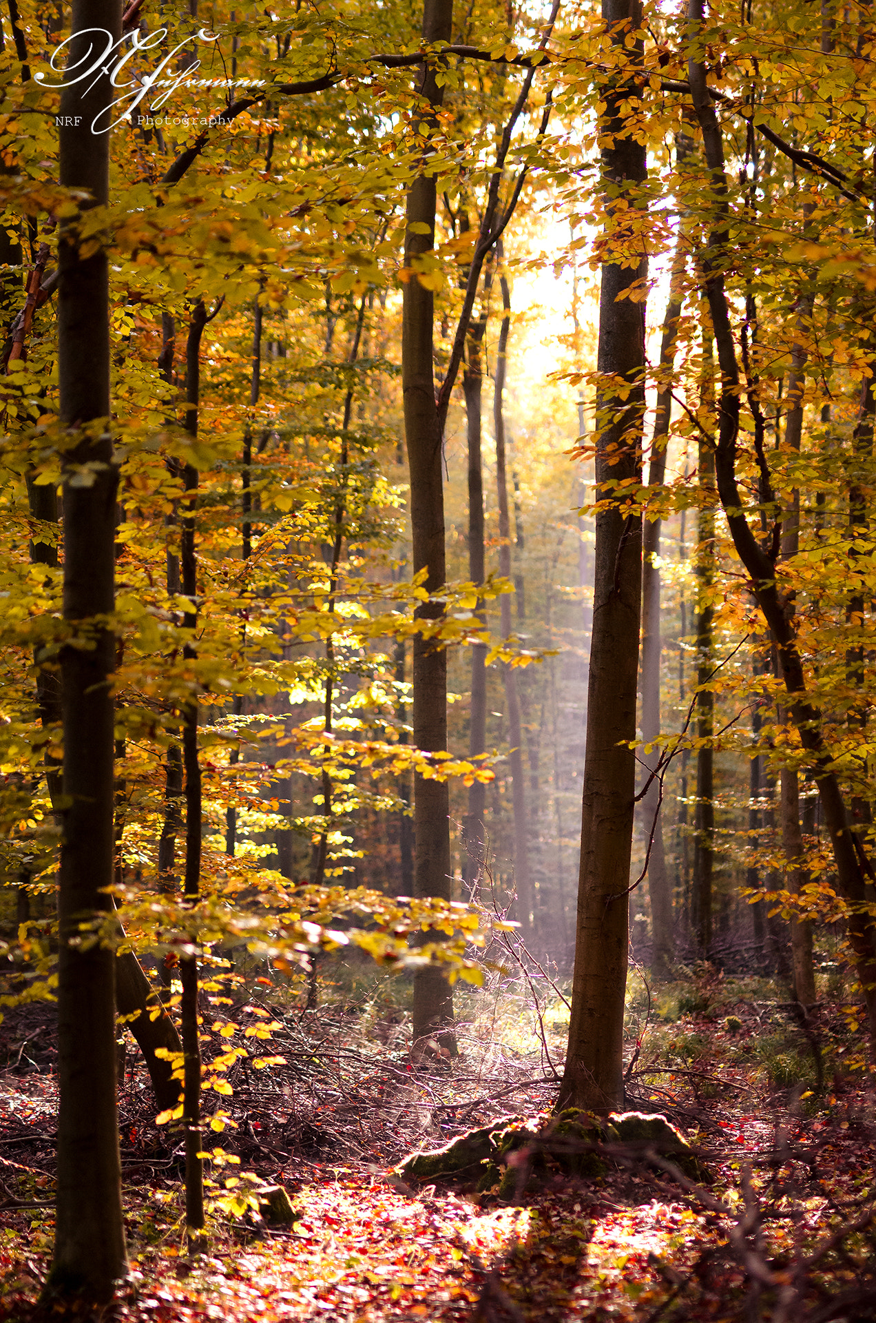 Nikon D5100 + Sigma 50mm F1.4 DG HSM Art sample photo. Golden light photography
